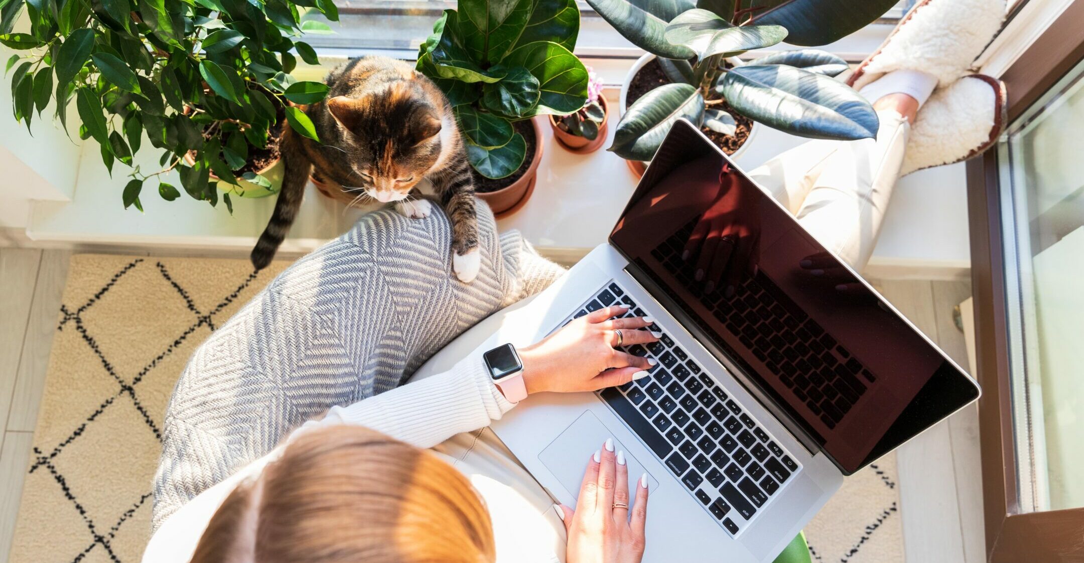 Woman freelancer sitting on armchair and putting your feet on windowsill with plants, remote works on laptop computer at sunny home office, cat nearby wants attention and to be stroked. Top view.